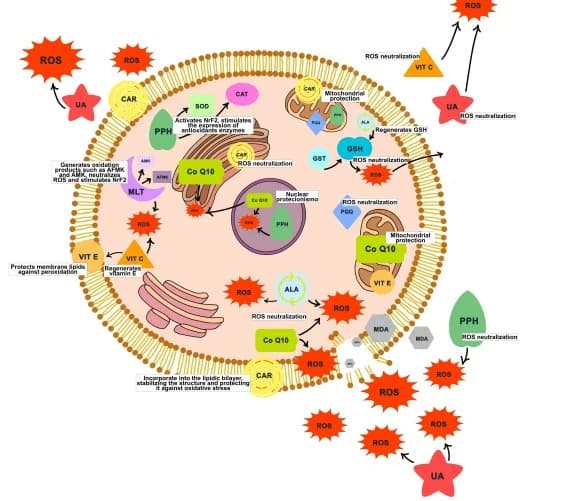 Antioxidantes Não-Enzimáticos: A Ciência por Trás do Equilíbrio e da Longevidade