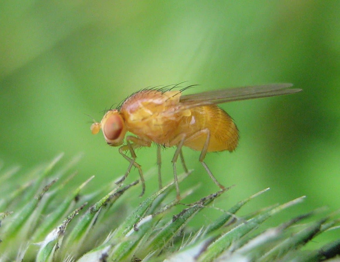 drosophila
