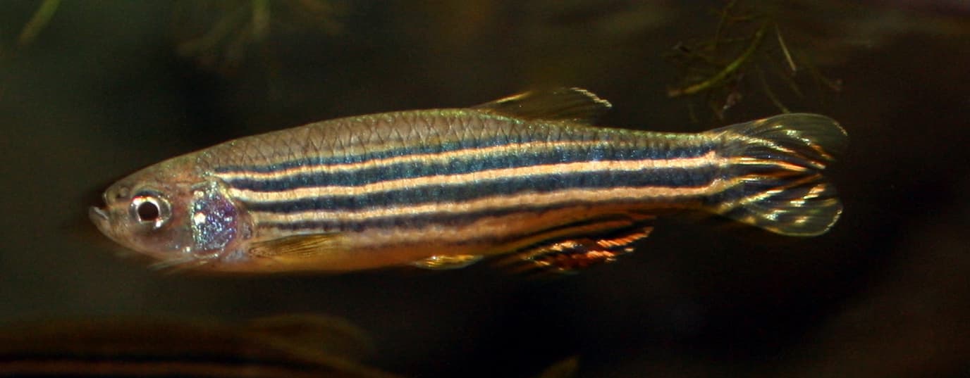 zebrafish