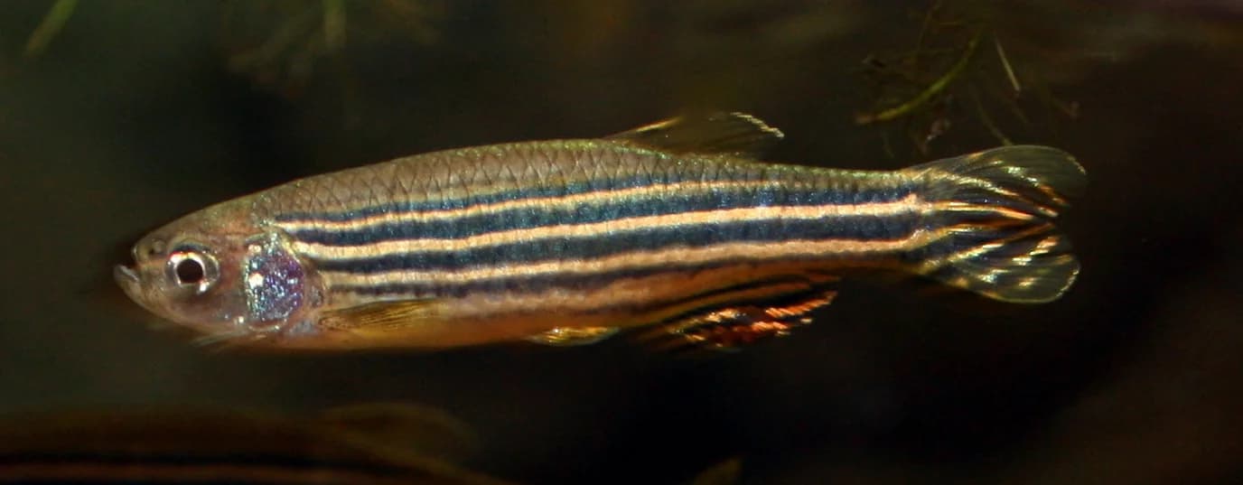 zebrafish.jpg